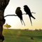 garden mile® Black Metal Decorative Tree Bird Animal Art Garden Mounted Bird on a Branch Ornament Outdoor Fence Tree Post Mount Plaque Outdoor Wall Art Silhouette Gift Robin Hawk Wren