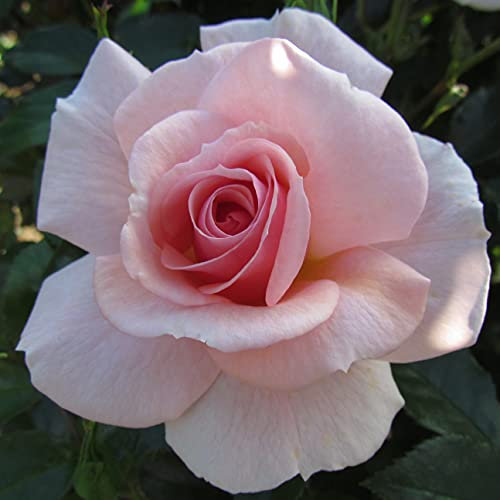 Precious Memories - 5.5lt Potted Floribunda Garden Rose Bush - Pink, Memorial Gift