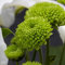 Chrysanthemen Pflanzen Samen 250 GrüN Blumensamen Bonsai Samen Chrysanthemen Blumenwiese Samen Winterharte Pflanzen FüR Garten Bodendecker Samen Winterhart