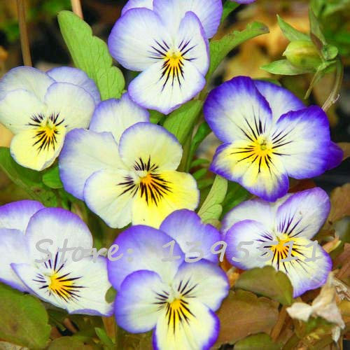 24 colori 50 pezzi/pacco fiore viola del pensiero viola ondulato viola tricolore fiore pianta in vaso fai da te a casa & amp; giardino: 3