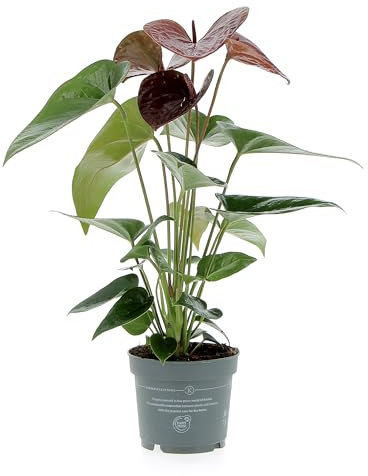 KENTIS - Anthurium Cioccolato Pianta Vera - Anturio - Piante Fiorite da Interni Purifica Aria - Appartamento - H 30/40 cm Vaso Ø 12 cm