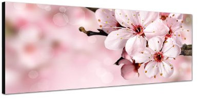 Augenblicke Wandbilder Keilrahmenbild Wandbild 150x50cm Kirschblüte Sommer pink rosa