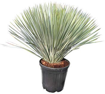 Yucca rostrata - Blaublättrige Yucca - Gesamthöhe 100-120 cm - Topf Ø 40 cm - Palette