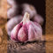 FLORTUS 2000-0551 XXL Winterpflanzknoblauch Violett de Lautrec (Pflanzknoblauch)