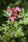 Acer platanoides 'Crimson Sentry' 125 cm, Spitzahorn, purpurrote Blätter, ideal für kleine Gärten, pflegeleicht, winterhart
