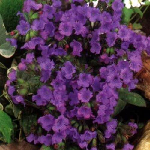 6 x Großgeflecktes Lungenkraut 'Smokey Blue' - Pulmonaria 'Smokey Blue' Topf 9x9cm: Blaue Blüten für schattige Standorte