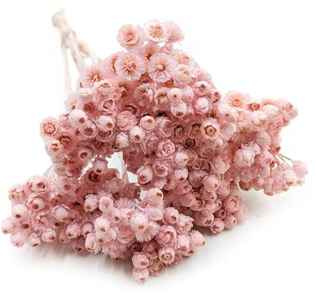 Enchanted Trockenblumen Dekogras Helichrysum Italicum Getrocknetes Gras Ziergras Natürlich Deko Rosa