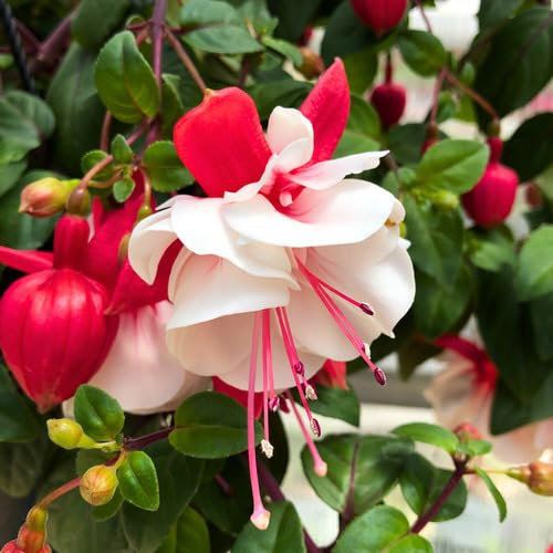 80 graines de fleurs de fuchsia fraîches et neuves