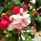 80 graines de fleurs de fuchsia fraîches et neuves