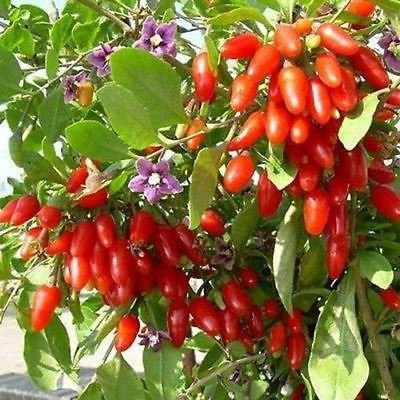 Goji Beere Vine Seeds (Lycium barbarum) 30 + Seeds