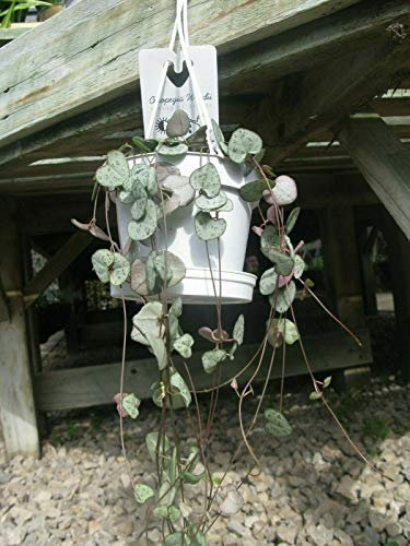 Ceropegia Woodii String of Hearts House (WAFER) Plant in11cm Pot Hanging Basket freep&p