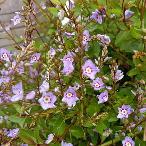 Hebe Parahebe 'Porlock'' (VR) Hardy Evergreen Flowering Plant Garden Shrub Easy to Grow Your own by Park Farm Plants (1 x 9cm Pot)