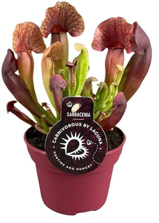 Sarracenia Catesbaei - 23cm - Ø12cm - Plante d'intérieur - Vert persistant