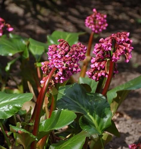 Bergenie Admiral - Bergenia cordifolia - lebende Gartenpflanze aus den Baumschulen
