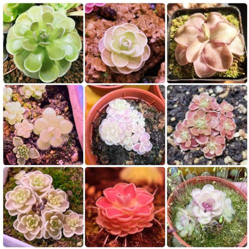 Semi di piante carnivore di Butterwort, Piante d'appartamento, decorazioni da giardino per esterno Coltivare semi, piantare giardini Pianta resistente all'esterno, pianta semi Piante 100pcs