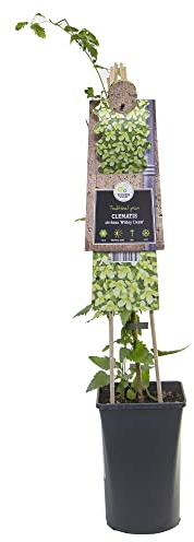 mgc24 Kletterpflanze Clematis cirrhosa Wisley Cream immergrüne-Waldrebe im 2l-Container 1 Pflanze