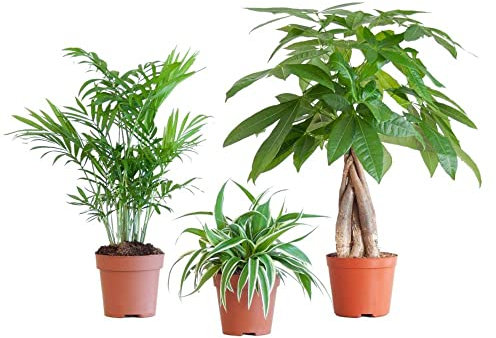 BloomPost Animal Friendly Box S - Plantas de Interior - Bajo Mantenimiento - Plantas de Interior - Fáciles de Cultivar - Plantas para el Hogar y La Oficina - Para un Aire Limpio