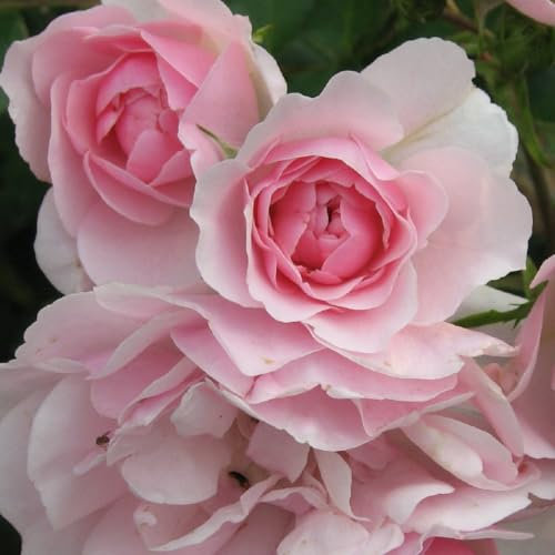 2 x Rosier - Rosa 'Bonica' pot 25-30 cm - La Rosier résistante avec de charmantes fleurs doubles