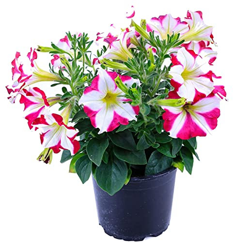 Petunia Natural Planta con Flores de Exterior de Aspecto Elegante