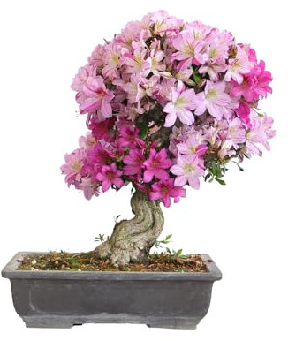 KENTIS - Bonsai di Azalea Satsuki Giapponese - Rhododendron Coltivato in Giappone - Pianta Vera da Esterno Fiorita Balcone - H 50/60 cm Vaso 39 cm
