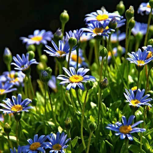 FELICIA LA MARGHERITA BLU - Felicia amelloides - 80 semi - annuale del fiore