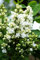 Flieder weiße Blüte Edelflieder Mme Lemoine Syringa vulgaris Mme Lemoine 40-60 cm