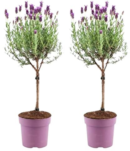 Plants by Frank Lavandula Stoechas Anouk auf Stamm, 2 Stück, Ø 12 cm