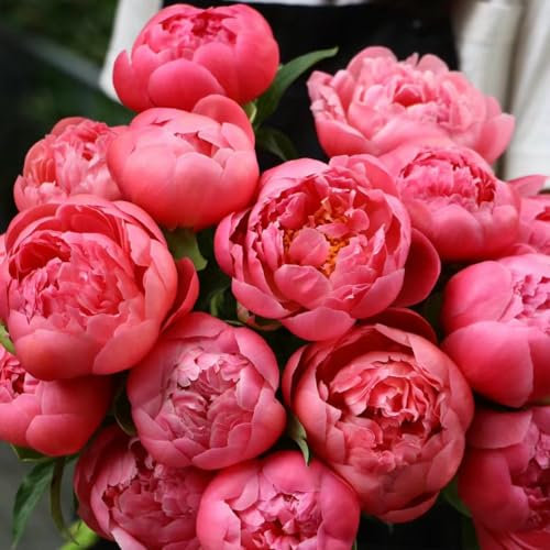 3 pcs pfingstrosen zwiebeln winterhart, pfingstrosen knollen balkon blumen schnittblumen pfingstrose (Paeonia suffruticosa) frühblüher zwiebeln balkonpflanzen winterhart pflanzen deko
