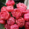 3 pcs pfingstrosen zwiebeln winterhart, pfingstrosen knollen balkon blumen schnittblumen pfingstrose (Paeonia suffruticosa) frühblüher zwiebeln balkonpflanzen winterhart pflanzen deko