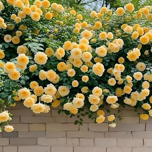 100 PCS Kletterrose Blumen Samen für Balkon, Garten, Wand und Fenster | Einfach zu pflanzen & pflegen - Ideal für Dekoration das ganze Jahr über