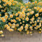 100 PCS Kletterrose Blumen Samen für Balkon, Garten, Wand und Fenster | Einfach zu pflanzen & pflegen - Ideal für Dekoration das ganze Jahr über