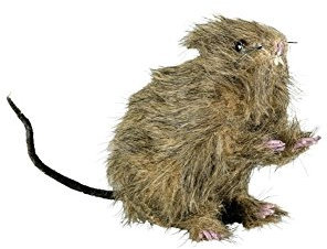 Generique - Halloween Ratte