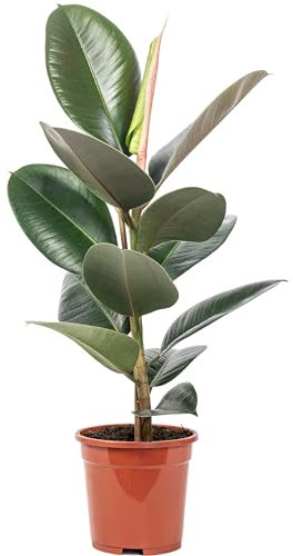 Gummibaum - pflegeleichte Zimmerpflanze, Ficus elastica 'Robusta' - Höhe ca. 50 cm, Topf-Ø 17 cm