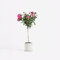Plant in a Box - Rosa Palace Topkapi - Stammrose winterhart mehrjährig - Topf 19cm - Höhe 80-100cm