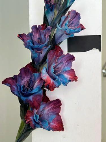 Gladiolen Zwiebeln Gladiolen Samen Gladiolen knollen Gladiolen Zwiebeln Winterhart， Dekorative Pflanzen FüR Den Garten