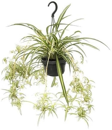 Chlorophytum Comosum Variegatum - Lirio verde - Ø14 cm - 55 cm - Planta de interior de fácil cuidado con efecto purificador de aire - Planta de araña de hojas de colores para salón, oficina y