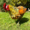 Darthome Feeding Hen Garden Ornament Metal Farmyard Chicken Sculpture Outdoor Bird Figure 32cm