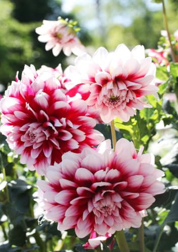 CALVENDO Poster 59,4 x 84,1 cm Hochformat Dahlien leuchten in der Sonne| Bilder, Kunstdruck, Wandbild, Wanddeko, Prints ohne Rahmen