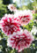 CALVENDO Poster 59,4 x 84,1 cm Hochformat Dahlien leuchten in der Sonne| Bilder, Kunstdruck, Wandbild, Wanddeko, Prints ohne Rahmen