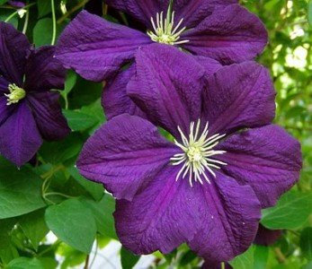 Clematis Viticella 5 Samen, Italienische Waldrebe - Die Farben sprechen eigentlich für sich