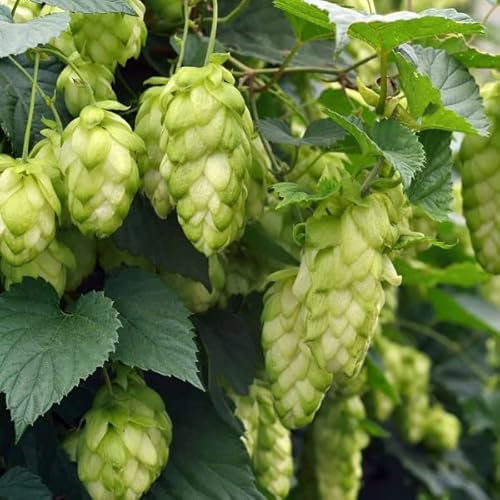 6 x Humulus lupulus 'Magnum' - Humulus Lupulus 'Magnum': Aromatischer Hopfen für Bierliebhaber.