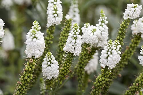 Veronica longifolia, weiß ca. 9x9 cm Topf - Ehrenpreis, weiße Blüten, Blütezeit Juni-August, ideal für Rabatten, pflegeleicht und bienenfreundlich