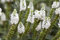 Veronica longifolia, weiß ca. 9x9 cm Topf - Ehrenpreis, weiße Blüten, Blütezeit Juni-August, ideal für Rabatten, pflegeleicht und bienenfreundlich
