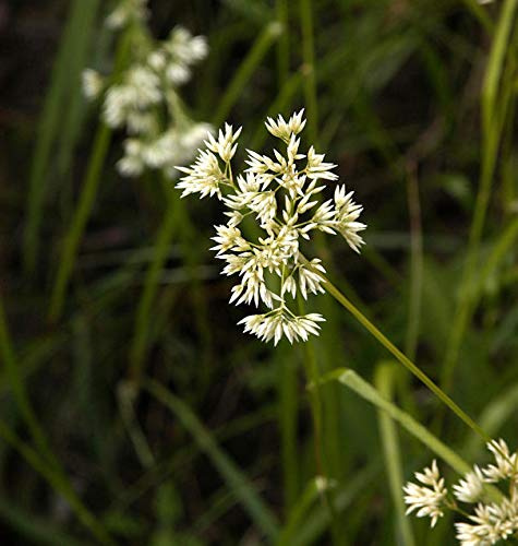 Schneemarbel - großer Topf- Luzula nivea - lebende Gartenpflanze aus den Baumschulen