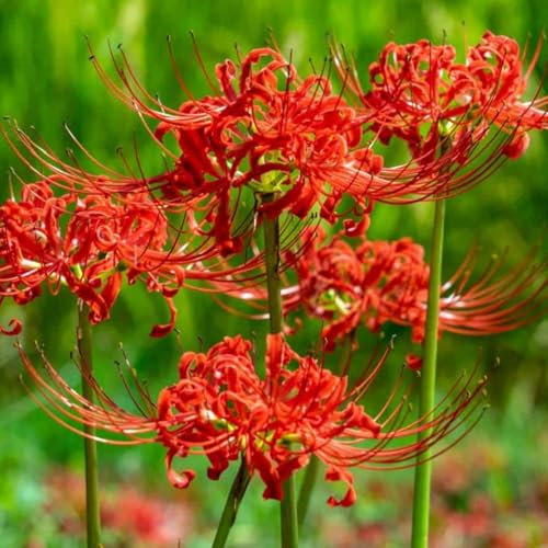 Bulbos de Lycoris, bulbos resistentes al frío son fáciles de mantener, flores de jardín de otoño e invierno, plantas en macetas marinas-6 bulbos-d