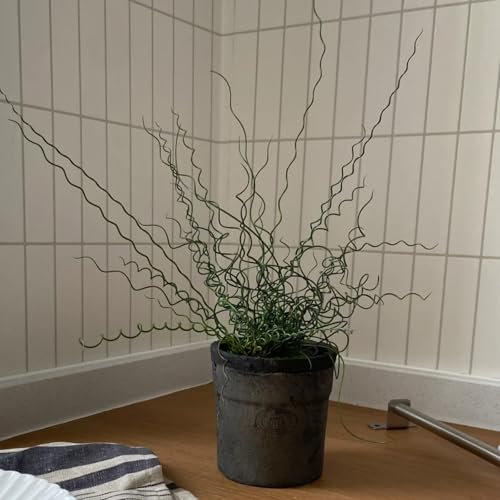 Pianta Albuca Spiralis-Bulbi di albuca spiralis-Piante grassa- Forma unica-Piante verdi da tavolo-Amichevole per gli occhi-10 bulbi-b