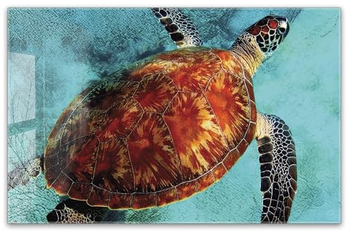 Herdabdeckplatte 80x52 cm ESG Glas | Schildkröte im blauen Meer, Wasser | Herd Abdeckung für Ceranfeld Schneidebrett Glasplatte Induktion