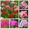 BRKENT Phlox Stauden Winterhart Samen Pflanzen Blumensamen MehrjäHrig Gartendeko FüR DraußEn Wildblumensamen Bodendecker Deko Blumen Gartenpflanzen Schmetterlingsgarten Winterharte 100 Saatgut