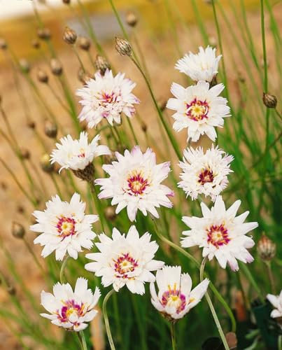 Catananche caerulea 'Alba' 9x9 cm Topf – Winterhart & Mehrjährig & Pflegeleicht – Weiße Rasselblume – Staude für Beet & Steingarten