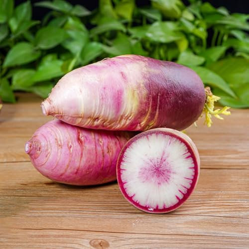 radieschen samen bio - bodendecker kräuter saatgut rettich samen pflanzen für balkon gartenblumen pflanzen balkon gemüse deko pflanzen kräuterpflanzen garden pflanzen für draußen 300pcs